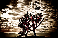 Joshua Tree - Night Sky